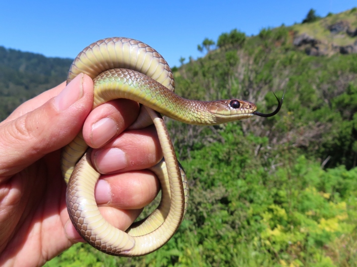 Yellowbelly Racer